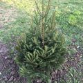 Le sapin durable