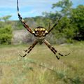 Argiope argentata - Martinique