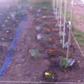 Potager en place