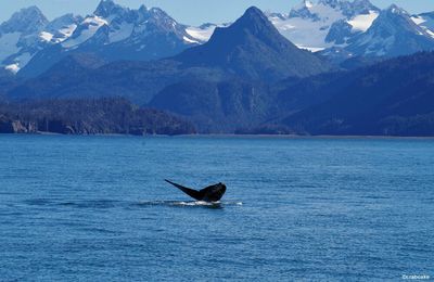 Escale à Homer - Alaska