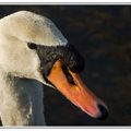 Portrait de Cygne