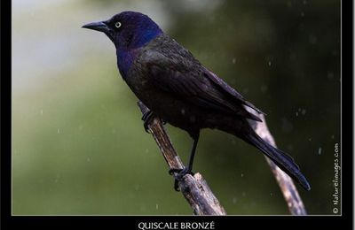 8 mai - il pleut, il pleut, bergère... et les oiseaux reviennent