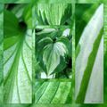 Feuille d'hosta