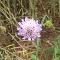 La Scabieuse des champs (Knautia arvensis)