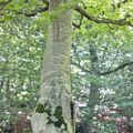 Massif du Moncayo (2) - d'un arbre à l'autre ...