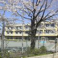 Sakuras scolaires