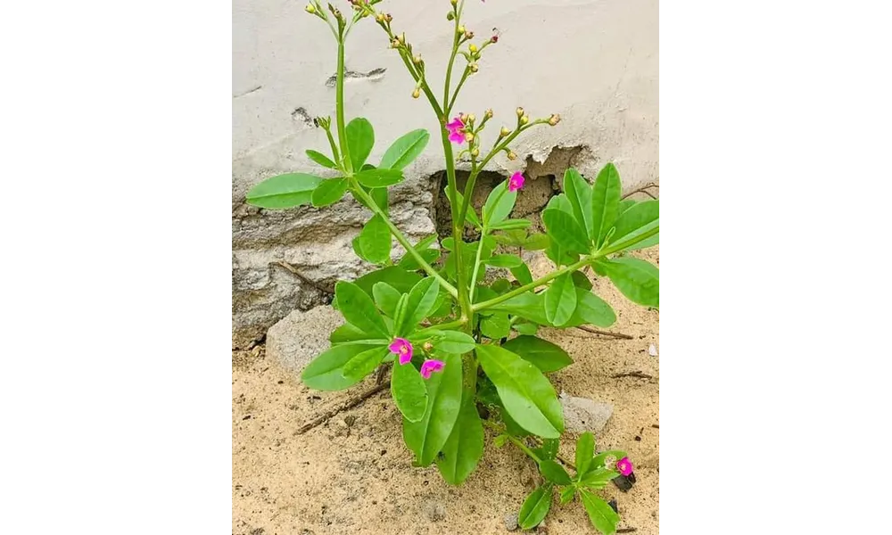 Plante Médicinale Contre Poison Afrique