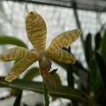 Floraison du jour - Phalaenopsis fasciata
