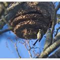 Mésange au nid (de frelons)