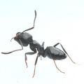 La fourmi