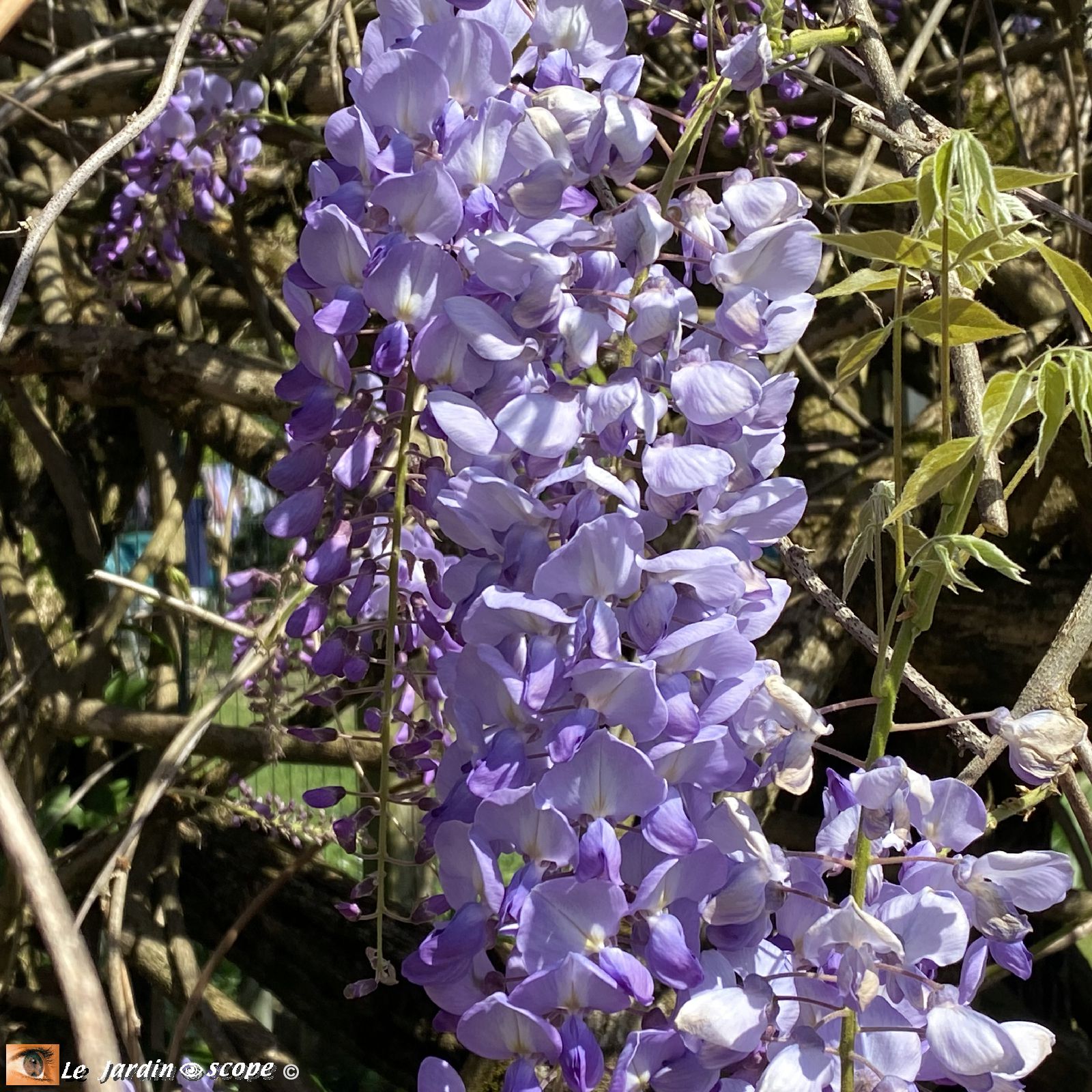 Glycine de Chine chez Danielle