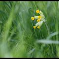 "Le peuple de l'herbe"