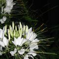 Fleur blanches[photo:moi,fleur,Colomiers]