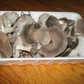 Champignons