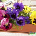 Pansy flowers