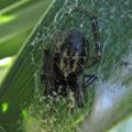 Steatoda nobilis -THERIDIIDAE- Malmignatte noble