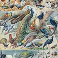 Oiseaux - illustration 1930 série 3 vintage