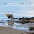 Sanderling.