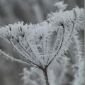 Givre