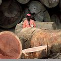 Bientôt de nouvelles directives de certification pour l'importation des bois de la RD Congo vers l'Europe 