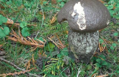 Un bolet à chapeau brun-noir adepte de nos parcs et jardins