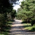 Forêt domaniale de la Combe à l'eau-Ars en Ré