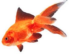 bienvenue sur le blog retrovero