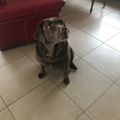 FREDDY famille d'accueil à Beuvry les Béthunes garde votre chien en famille