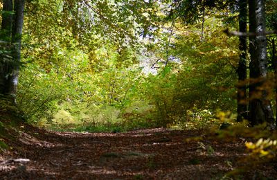 Humeur d'automne