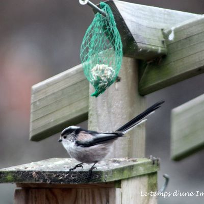 Mésange longue queue