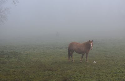 Randonnée matinale au "Mont - Saint - Michel" Savoyard