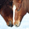 Câlin de chevaux