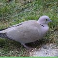 La Tourterelle turque , Streptopelia decaocto ( colombidés )