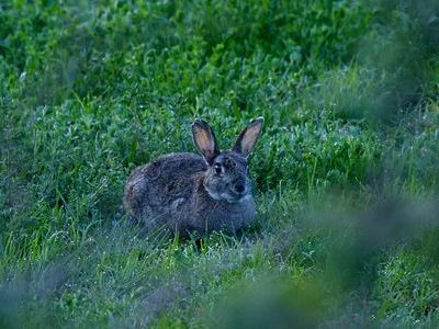 Faire des photos animalières en basse vitesse