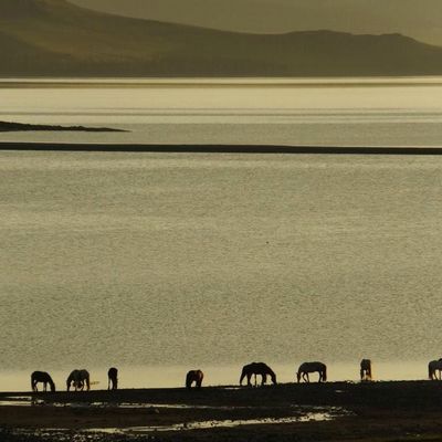 Du lac Hovsgol au Lac Blanc de l'Arhangai (Terkhiin Tsagaan Nuur) à cheval - Juillet 2015