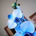 Phalaenopsis royal blue