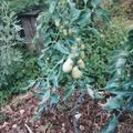Variété très ancienne de tomate Napolitaine (