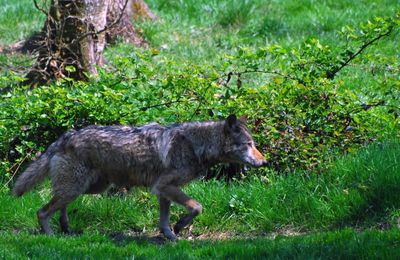 Le loup revient en Normandie: après le Pays de Bray, le Cotentin...