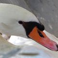 Un regard , le cygne .............