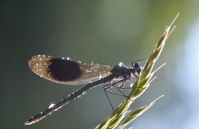 Demoiselle dans sa parure de diamants