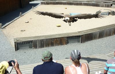 Le Parc de Courzieu, côté Rapaces