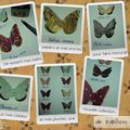 Collection de Papillons