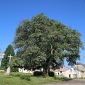 RENCONTRE FORTUITE SUR LA ROUTE DU CHER PAR LES PETITES DEPARTEMENTALES DE HAUTE MARNE... 02 juillet 2021.