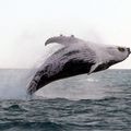 sortie baleines à Prony