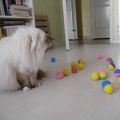 La fête des chats de blogueuses 2012