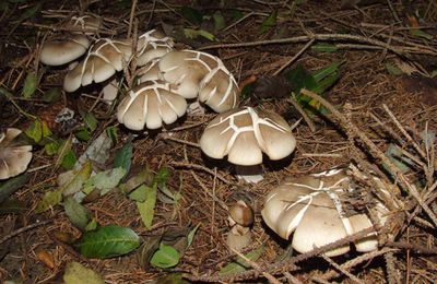 Le champignon fendu