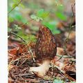 Morilles bien elevées オオトガリアミガサタケ