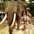 Le semi-flop de la sortie au Muséum national d'Histoire naturelle