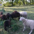 Animaux de la ferme du jour