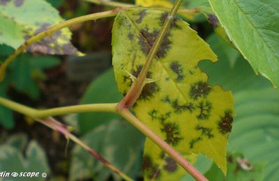Comment identifier les maladies des rosiers ?